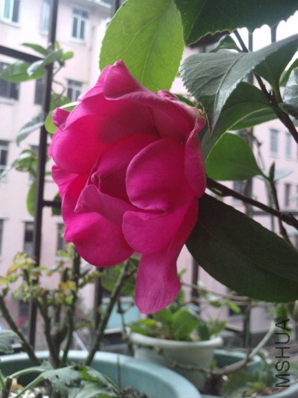 LGIM0009.jpg