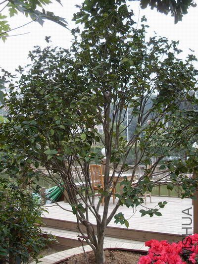 ��ʮ�˴���