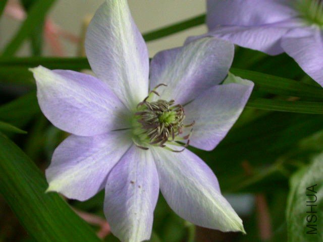 ��������ɫ��������