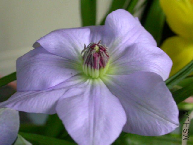 ��Ī��ɫ��˸�Ž�����Ĺ���