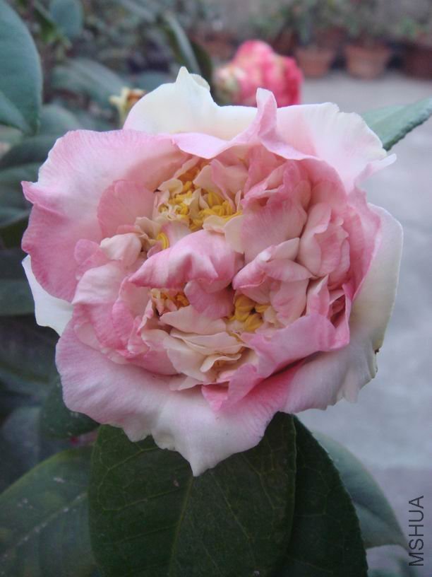 ��ת DSC02235.JPG