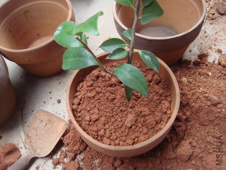 ����������ˮ�����