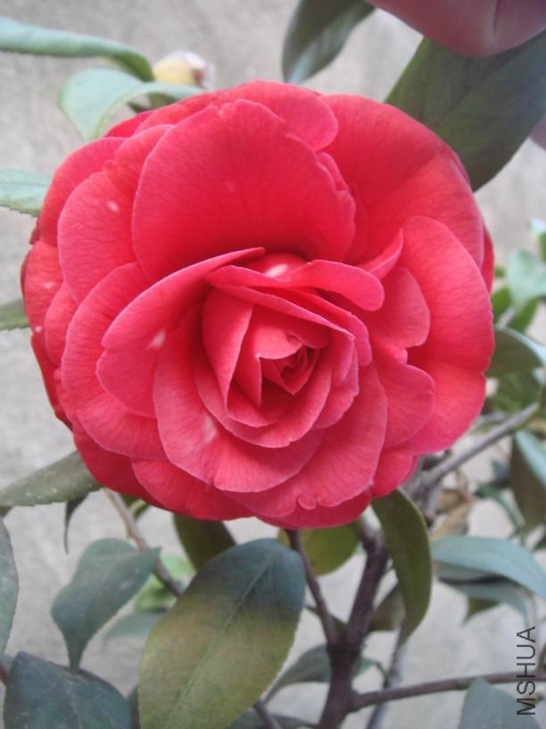 ��ת DSC02242.JPG