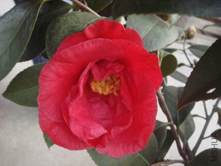 ��ת ��ת DSC02227.JPG