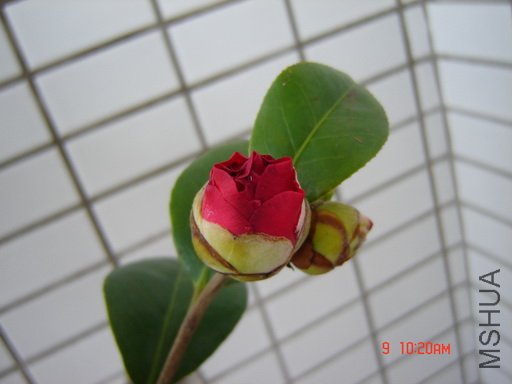 ��Ƭ 006.jpg