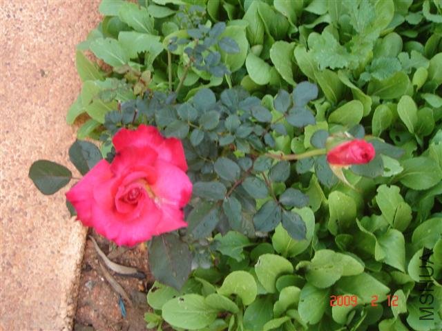 ��ùҵ�����˵������ʯ����ô�������񰡣���¶����ˣ�