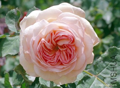 A Shropshire Lad3.jpg