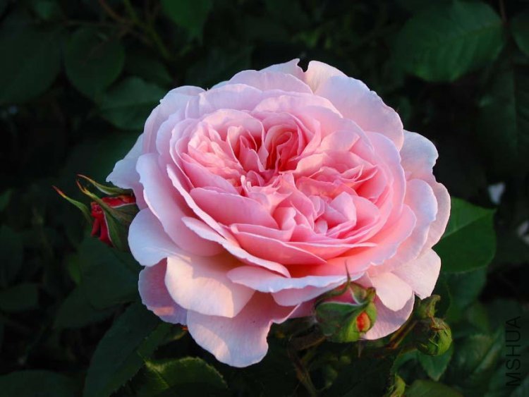 A Shropshire Lad2.jpg