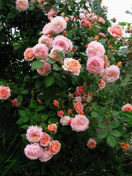 A Shropshire Lad.jpg