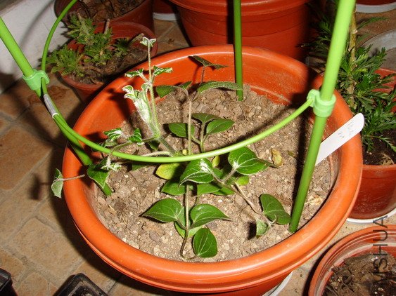 ���� SSL27034.jpg