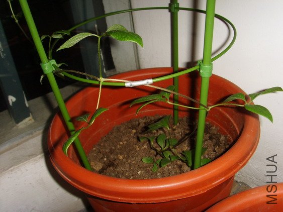 ���� SSL27047.jpg