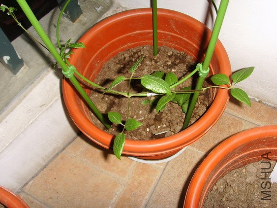 ���� SSL27045.jpg