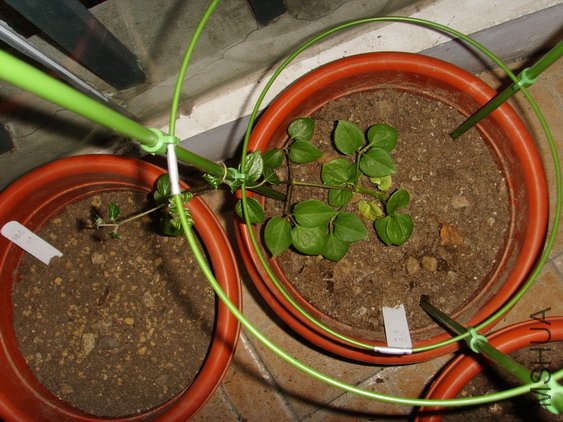 ���� SSL27044.jpg