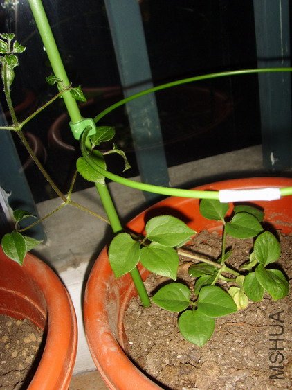 ���� SSL27043.jpg