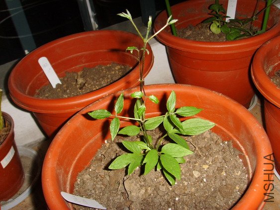 ���� SSL27039.jpg