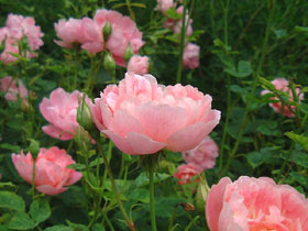 Windflower3.jpg