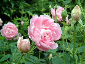 Windflower1.jpg