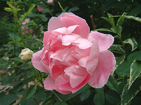 Windflower4.jpg