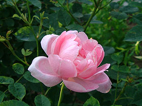 Windflower6.jpg