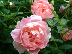 Windflower.jpg