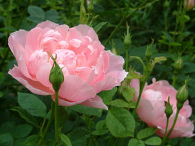 Windflower2.jpg