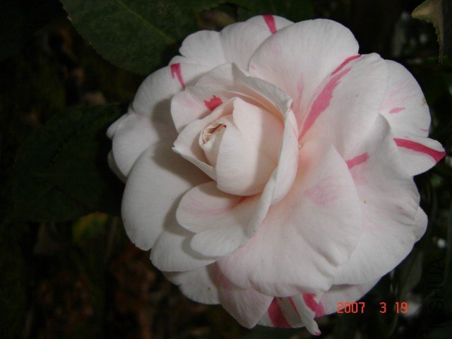 779�������(In The Pink Var).jpg