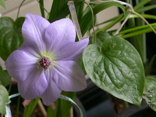 ��Ī�ȼ����ԲҶ