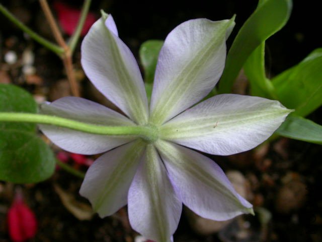 �����ĺ�