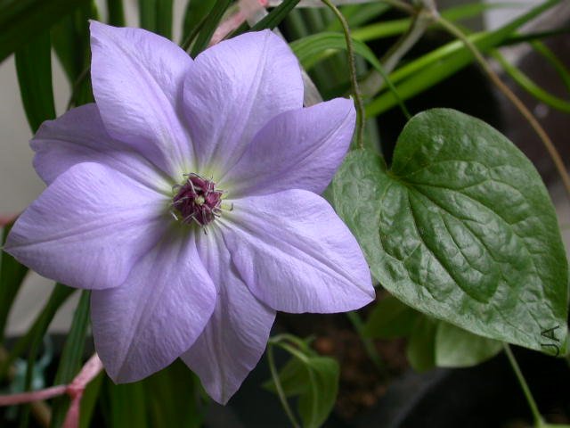 ��Ī�ȵĴ�Ҷ��