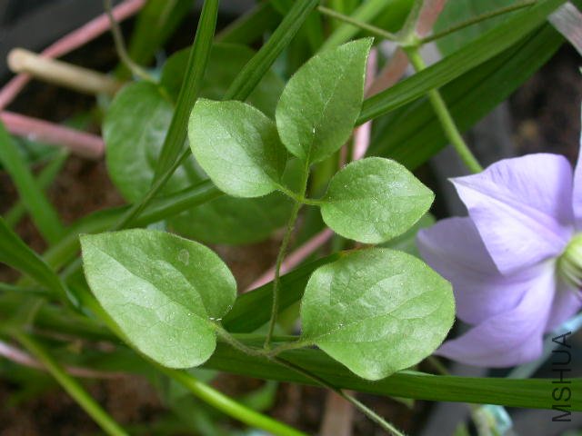 ��������ƬҶ