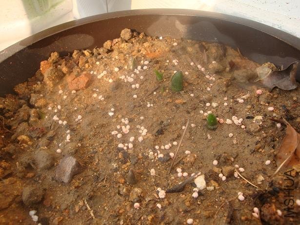 �������ڷ�ѿ��