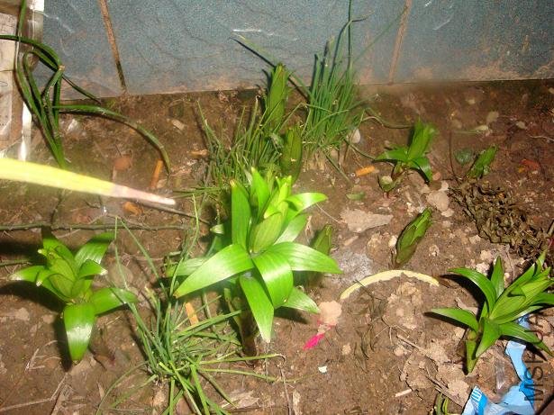 ���Թ�ȻӪ����