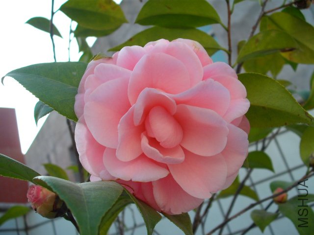ţ���µ�ʯ