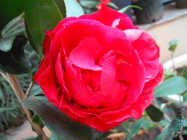 �ֿ��˶�û���ֵĴ�컨����ȫ�����������Ǵ���