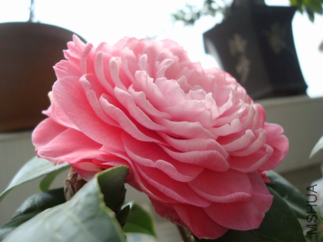 ����ɯ��֯Ů