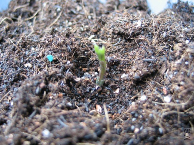 �����ϵĳ�����