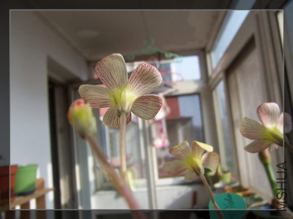 comosa��Spring Charm��yellow 2.jpg