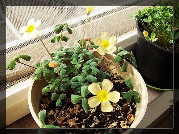 comosa��Spring Charm��yellow.jpg