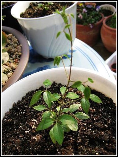 ���������˳����