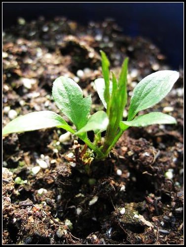 ������Ȼ������������û����ġ�