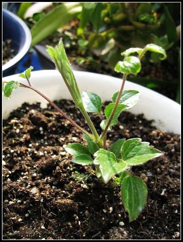 ��Ů���Ĳ��죬��̬ȴ�������ġ�