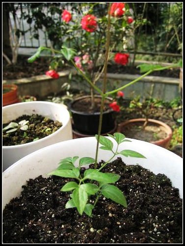 ��һﳤ���ؿ죬������Ƭ��������ͷ��