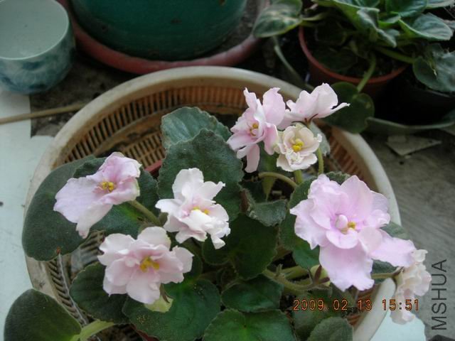 �{����Сafrican violet-������-2009-0213-DSCN9184.JPG