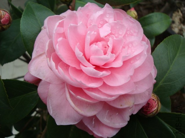 ��һ������ɯ��֯Ů