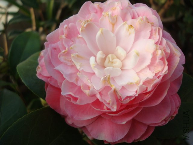 �ڶ�������ɯ��֯Ů