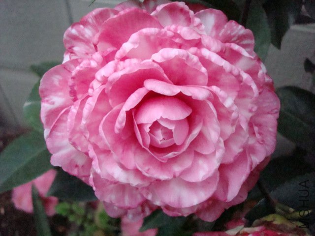 ���濪����ɯ