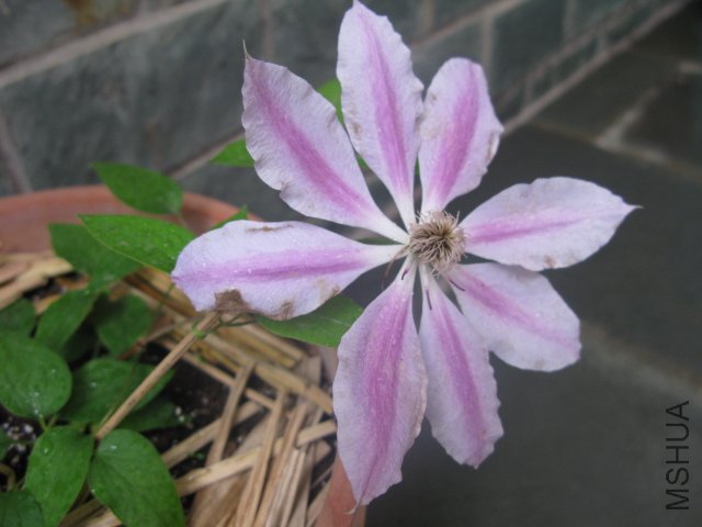 �л�����