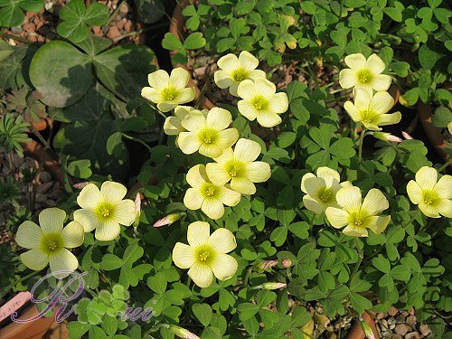 O'obtusa sunset 18.jpg