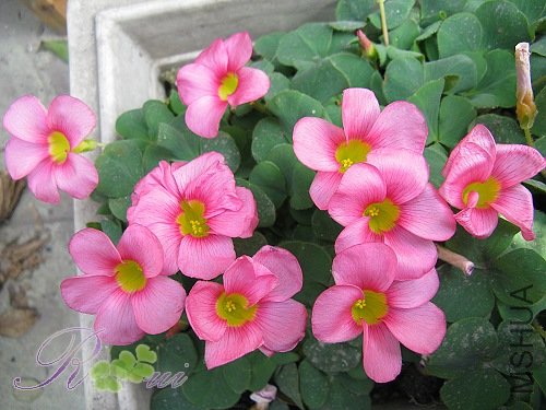 ��-ܽ�ط� 33.jpg