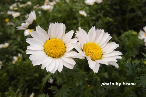 R1100354.jpg